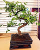 Bonsai Elm parvifolia S Style 7 yr - 1 tree