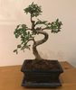 Bonsai Elm parvifolia S Style 7 yr - 1 tree
