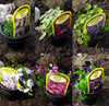 Mixed Rockery Alpine Collection - Colourful Outdoor Potted Perennial Hardy Plant Mix 6 Plants