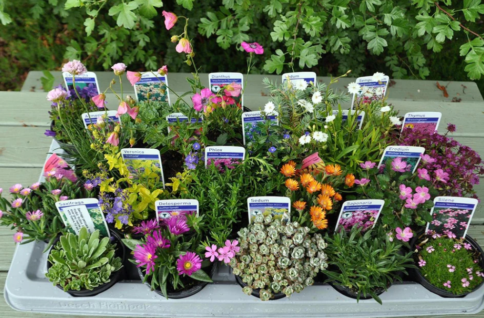 Mixed Rockery Alpine Collection - Colourful Outdoor Potted Perennial Hardy Plant Mix 6 Plants