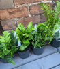5 X Fern Plant Mix Collection - Potted Perennial Outdoor Garden Shrubs