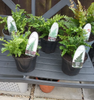 5 X Fern Plant Mix Collection - Potted Perennial Outdoor Garden Shrubs