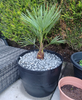1 x Hardy Fan Palm, Trachycarpus forunei, Outdoor, 50-55cm Tall, Exotic Patio Plant for Mediterranean Style Gardens Supplied as 1 x Established Fan Palm