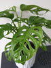 Vibrant Monstera Obliqua - Monkey Leaf | Indoor Potted Houseplant | 20-30cm with Pot