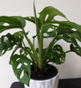 Vibrant Monstera Obliqua - Monkey Leaf | Indoor Potted Houseplant | 20-30cm with Pot