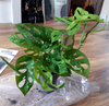 Vibrant Monstera Obliqua - Monkey Leaf | Indoor Potted Houseplant | 20-30cm with Pot