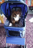 Pet Stroller for Small Dogs Cats Foldable Travel Carriage with Wheels Zipper Entry Cup Holder Storage Basket Blue