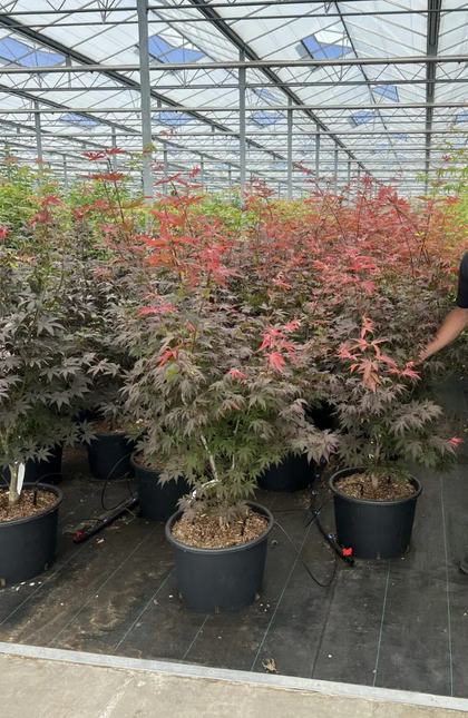 Bloodgood Japanese Maple Trees – Acer Palmatum Bloodgood 150-170cm Tall