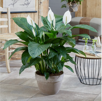 Spathiphyllum 'Peace Lily' House Plant - Live Indoor House Potted Tree In 9cm