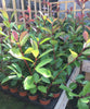 30 Christmas Berry / Photinia fraseri 'Red Robin' 35-45cm Tall grown in 9cm pots