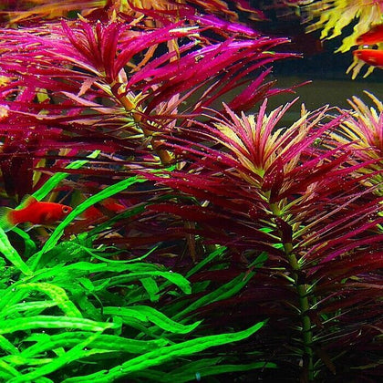 Limnophila Aromatica (6-8 stems) Hippuridoides Live Aquarium Plant Tropical