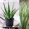 Aloe Vera Succulent Plant - 25-30cm In Height Inc Pot - Perfect for Beginners