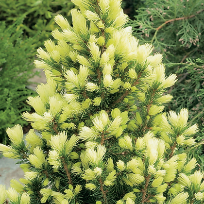 Picea glauca 'Daisy's White' Compact Evergreen Conifer Garden Plant | 9cm Pots