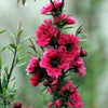 TEA TREE LEPTOSPERMUM RED DAMASK PLANT RED-PINK FLOWERS EVERGREEN SHRUB 9CM POT