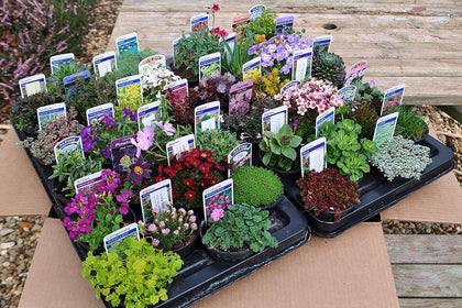 40 Different ALPINES in 9cm POTS - Quality Rockery Plant Collection