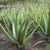 Aloe Vera Succulent Plant - 25-30cm In Height Inc Pot - Perfect for Beginners