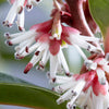 Sarcococca hookeriana 'Winter Gem' plant 15cm pot evergreen Christmas sweetbox