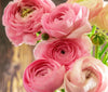 20 Ranunculus Asiaticus PINK Summer Flowering Bulbs Garden Perennial Buttercup