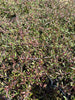 TEA TREE LEPTOSPERMUM RED DAMASK PLANT RED-PINK FLOWERS EVERGREEN SHRUB 9CM POT