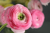 20 Ranunculus Asiaticus PINK Summer Flowering Bulbs Garden Perennial Buttercup