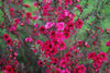 TEA TREE LEPTOSPERMUM RED DAMASK PLANT RED-PINK FLOWERS EVERGREEN SHRUB 9CM POT