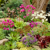 Mixed Rockery Alpine Collection - Colourful Outdoor Potted Perennial Hardy Plant Mix 6 Plants