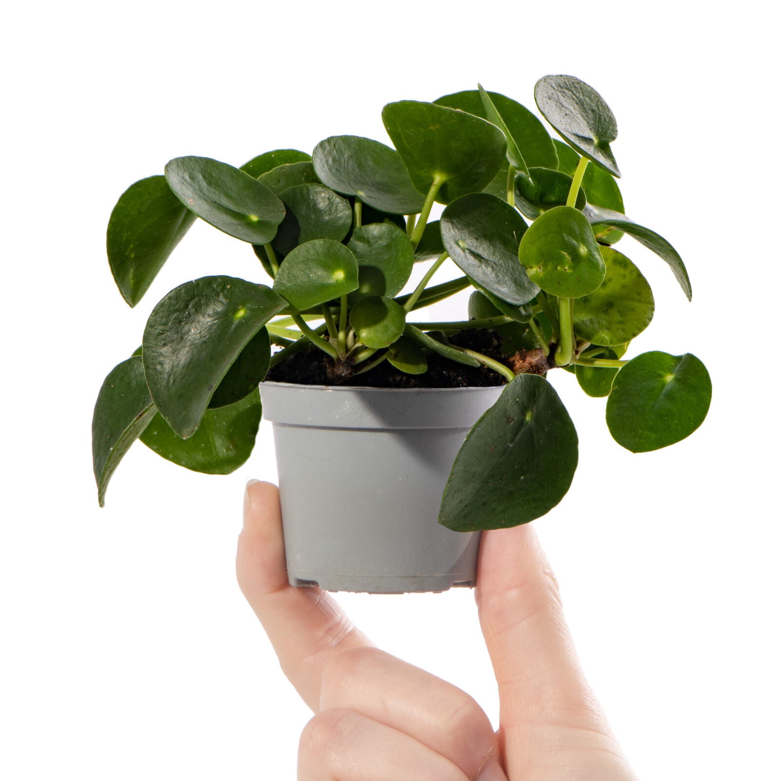 Pilea Peperomioides Small Indoor Baby Chinese Money Plant Gift Houseplant in Pot
