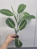 Maranta Lemon Lime | Sent Bare Rooted | Maranta Facinator | Prayer Houseplant L.