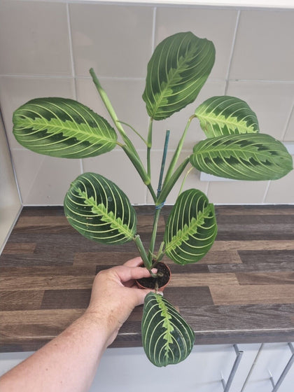 Maranta Lemon Lime | Sent Bare Rooted | Maranta Facinator | Prayer Houseplant L.