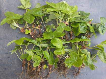 20 X Russian Wild Strawberry Plants! Berries All Year Round!