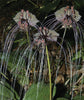 Funny Rare Black Bat Tacca Chantrieri Whiskers Flower Seeds Garden Unusual 10 seeds