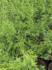 10X THUJA PLICATA GELDERLAND TREES, 50-70CM, EVERGREEN HEDGING CONIFER, 2 LT POT