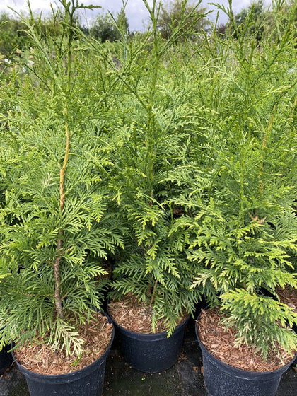 10X THUJA PLICATA GELDERLAND TREES, 50-70CM, EVERGREEN HEDGING CONIFER, 2 LT POT