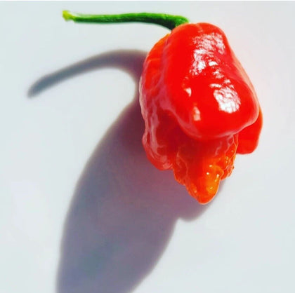 20 Jays Ghost Red Scorpion Chilli Seeds - UK Seller with EU Plant Passport