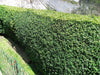 350 Common Box 20cm, Buxus Sempervirens,Big Bushy Evergreen Hedging Plants