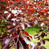 10 Purple Copper Beech Garden hedge plants semi-evergreen bare root hedging 2-3ft