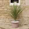 Cordyline Australis Green Plant 80-100cm Tall