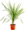 Cordyline Australis Green Plant 80-100cm Tall