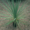 Cordyline Australis Green Plant 80-100cm Tall