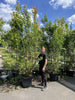Privet Hedging – Ligustrum Ovalifolium 250-270cm
