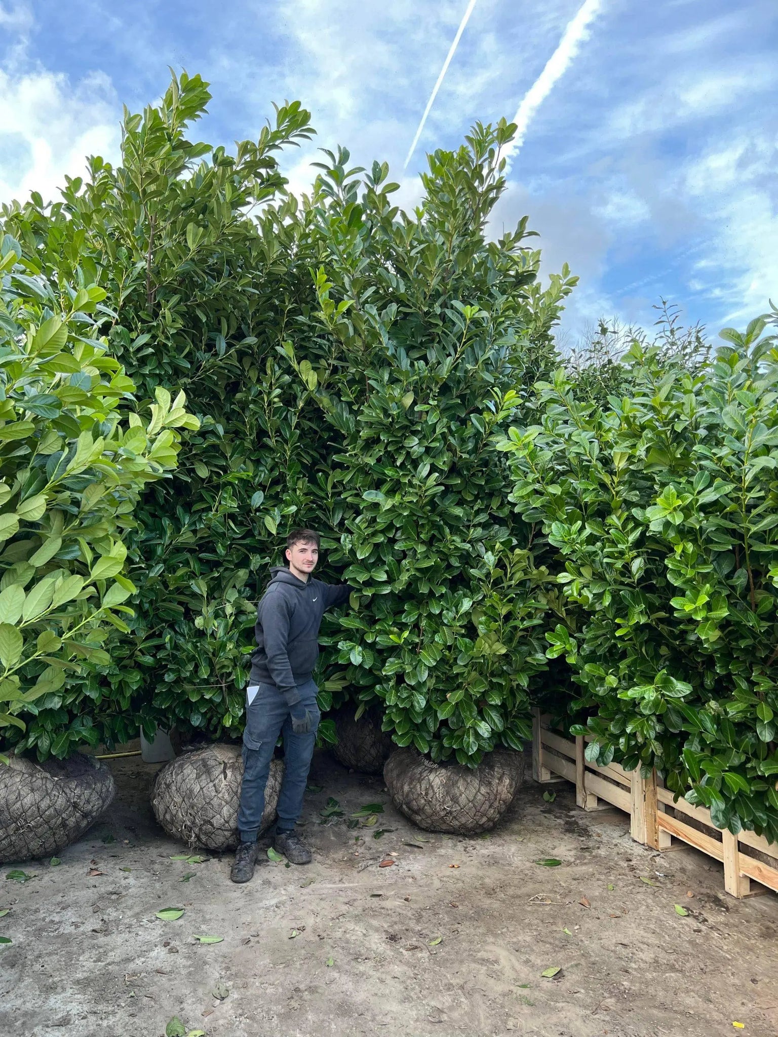 Cherry Laurel – Prunus Laurocerasus Rotundafolia 400-450cm Tall Massive Rootball Instant Hedge