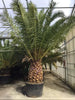 Canary Date Palm – Phoenix Canariensis 400-450cm Tall Pot Grown