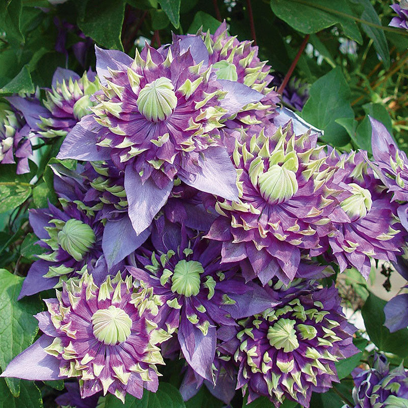 Clematis Taiga. Climbing plant with unique flower in 9cm pot.