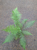 Tree Fern semi hardy 2L Dicksonia antarctica superior quality NEW SHOOTS