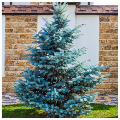 3 Blue Spruce Xmas Trees,Picea Pungens Glauca 30-40cm Lovely Blue Pine Needles