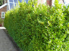10 Griselinia Littoralis Hedging Plants 2-3ft Evergreen Fast Growth 10cm Pots.