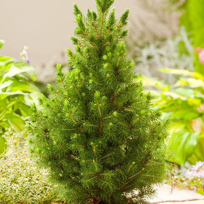 3 PACK (9cm Pots) Dwarf Conifer Picea Glauca var. Albertiana Conica