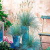 3 x Festuca Intense Blue - Blue Fescue - Blue Grass Plants Ready to Plant Arrives in 9cm Pots