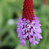 Primula vialii plug plants red hot poker flowers hardy perennial, Pack of 3