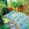 3 x Festuca Intense Blue - Blue Fescue - Blue Grass Plants Ready to Plant Arrives in 9cm Pots